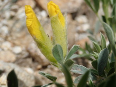 Chamaecytisus pygmaeus, photograph John Kenrick Gibson, CC0, iNaturalist via GBIF