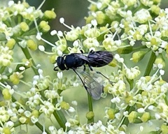 Hylaeus modestus