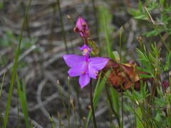 Calopogon tuberosus tuberosus