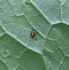 Phyllotreta ochripes