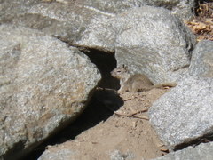 Otospermophilus beecheyi