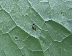 Phyllotreta ochripes