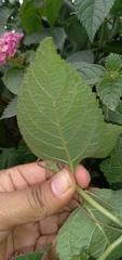 Lantana
