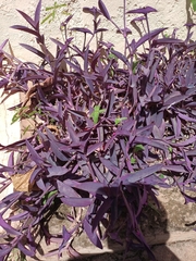 Tradescantia pallida