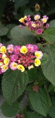 Lantana