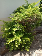 Magnoliopsida
