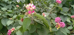 Lantana