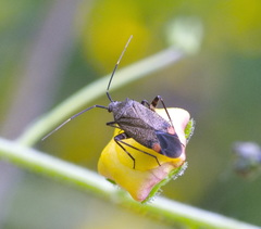 Closterotomus cinctipes