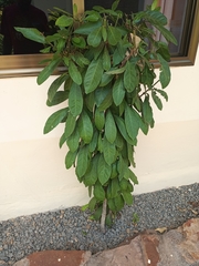 Magnoliopsida