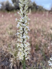 Thelypodium crispum