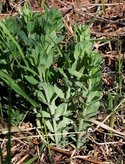 Hylotelephium verticillatum