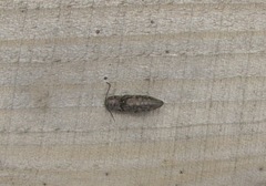 Actenicerus siaelandicus