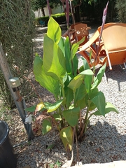 Angiospermae