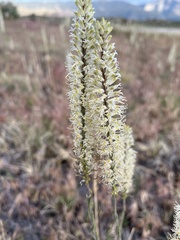 Thelypodium crispum