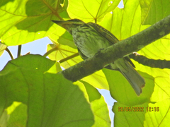 Myiodynastes maculatus