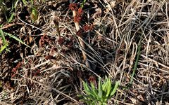 Hylotelephium verticillatum