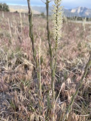 Thelypodium crispum