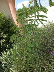 Mimosoideae