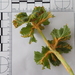 Puccinia heraclei - Photo (c) ðejay (Orkney), algunos derechos reservados (CC BY-NC), subido por ðejay (Orkney)
