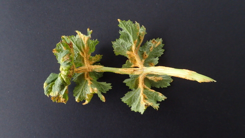Puccinia heraclei