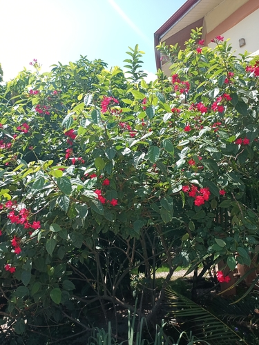 Jatropha integerrima image