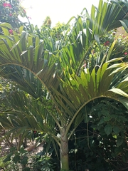 Arecaceae