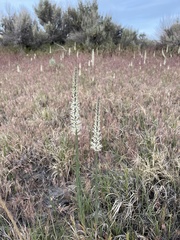 Thelypodium crispum