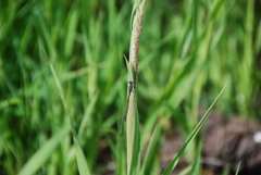 Sympecma fusca