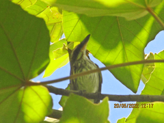 Myiodynastes maculatus