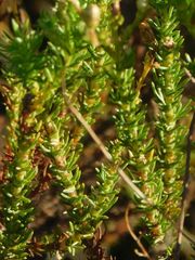 Ursinia punctata