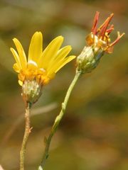 Ursinia punctata