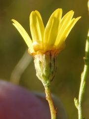 Ursinia punctata