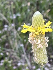 Dalea aurea