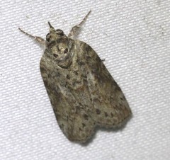 Nycteola indica