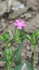 Silene stricta