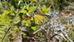 Eurema brigitta pulchella