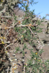 Asparagus declinatus