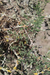 Asparagus declinatus