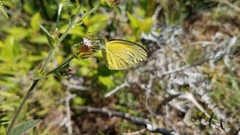 Eurema brigitta pulchella