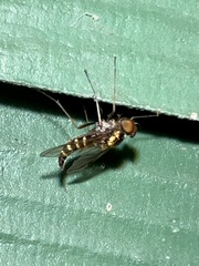 Chrysopilus fasciatus