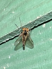Chrysopilus fasciatus