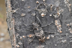 Lamiomimus gottschei