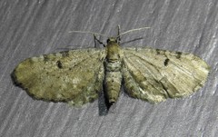 Eupithecia indistincta