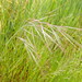 Great Brome - Photo (c) johnlyden, some rights reserved (CC BY-NC)