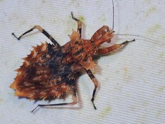 Neocentrocnemis signoreti