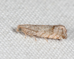 Eucosma baggetti