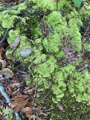 Dicranum flagellare