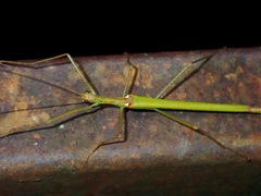 Necroscia involutecercata