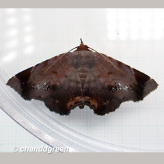 Mecodina albodentata