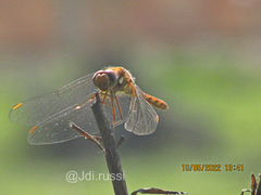 Sympetrum gilvum